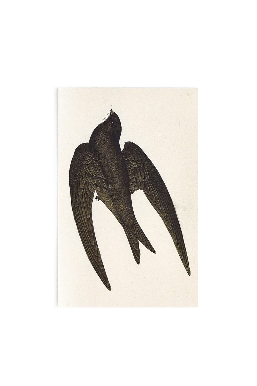 PostCard - Swift Bird