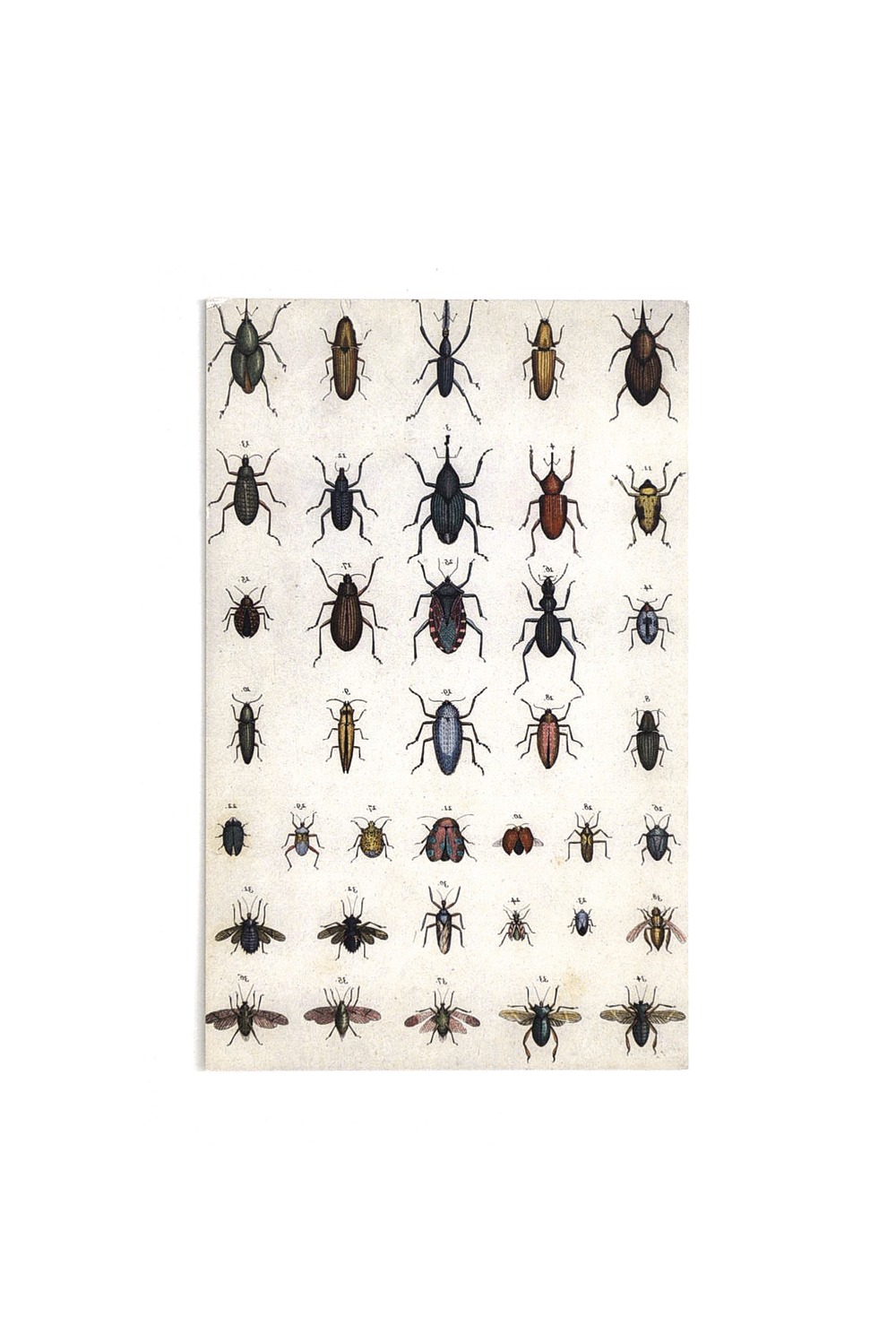 PostCard - Insects