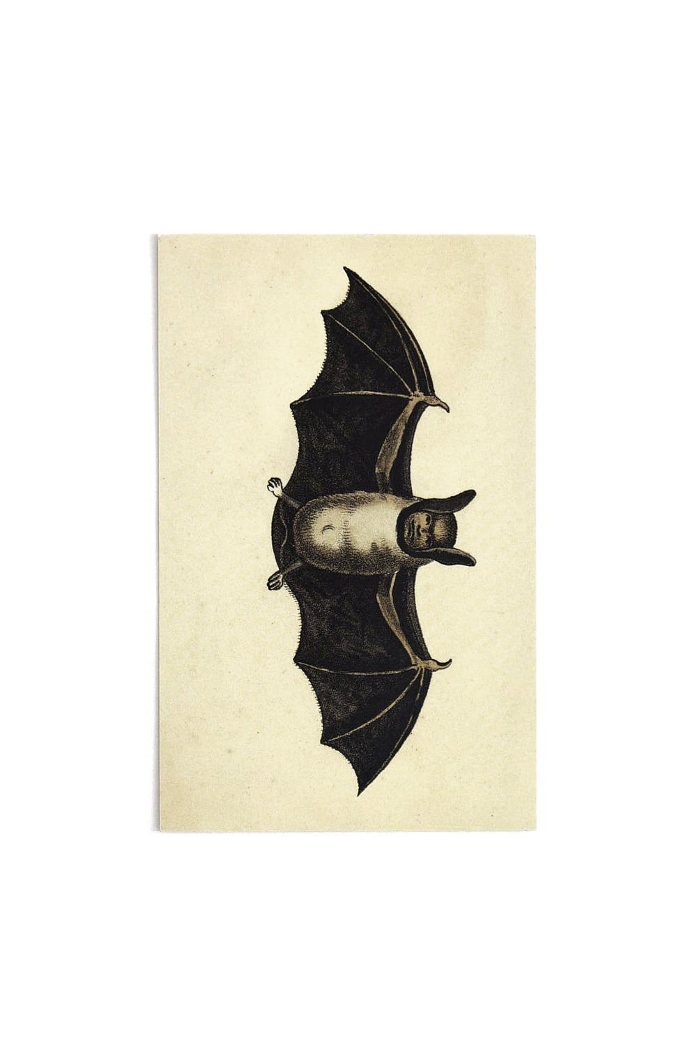 PostCard - Human Bat